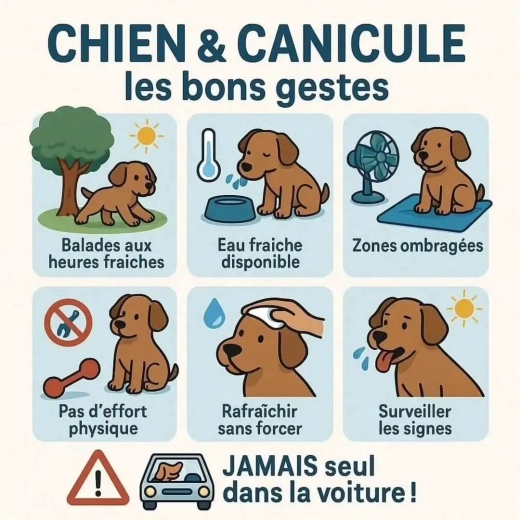 Toutou chaleur;.jpg