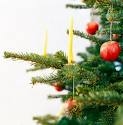 SAPIN.jpg