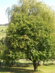 pommier.jpg