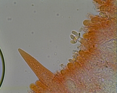 strobilurus esculentus baside avec spores .jpg