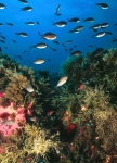fonds sous marins.jpg